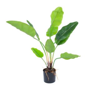 Kunsttaim Home4you GREENLAND H78cm, "Strelitzia"