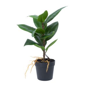 Kunsttaim Home4you GREENLAND H35cm, "Rubber fig"