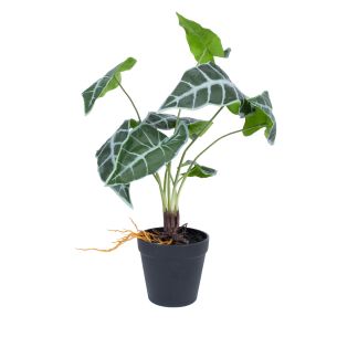 Kunsttaim Home4you GREENLAND H40cm, "Alocasia"