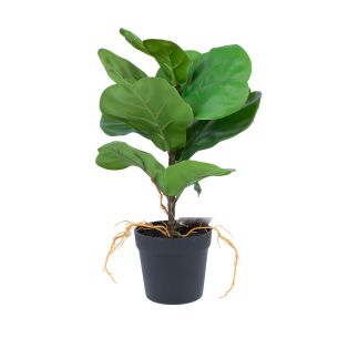 Kunsttaim Home4you GREENLAND H35cm, "Clusia rosea
