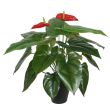 Home4you Kunsttaim ANTHURIUM H45cm_03 - 84694 - 4741243846944 - BauMarket.ee