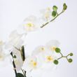Home4you Orhidee WIND IN GARDEN H55cm valge_03 - 87442 - 4741243874428 - BauMarket.ee