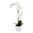 Home4you Orhidee WIND IN GARDEN H51cm valge_01 - 87865 - 4741243878655 - BauMarket.ee